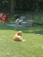 Shrewsbury Dog2