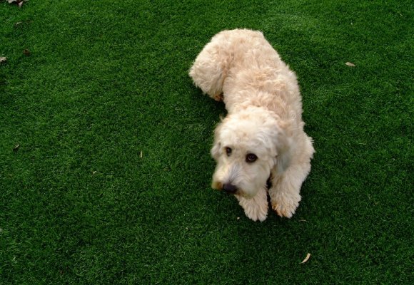 Pet Friendly Synthetic Grass