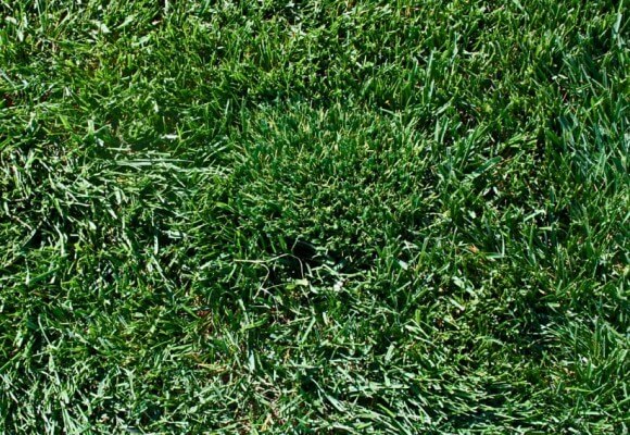 Waterless Grass &amp; Artificial Lawn in MA, NH, RI, CT, ME ...