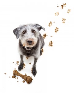 Dog with Muddy Paws