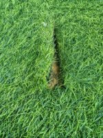 an example of turf that needs to be replaced