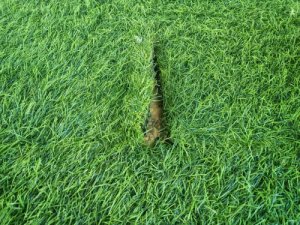 an example of turf that needs to be replaced
