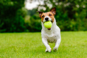 dog on turf