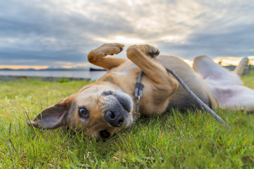 dog on grass
