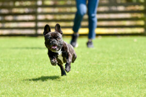 dog on turf