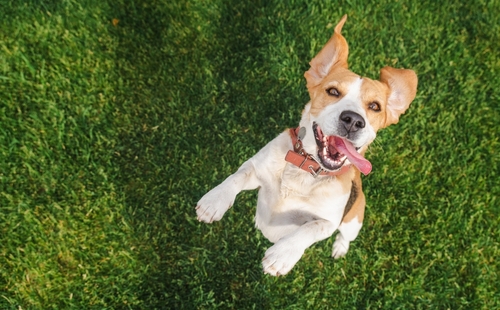 dog on turf