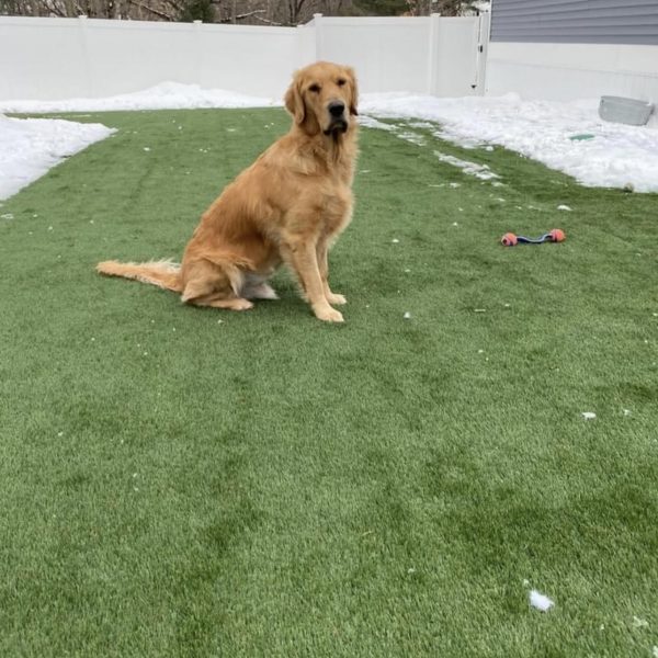 Backyard Dog Turf Install